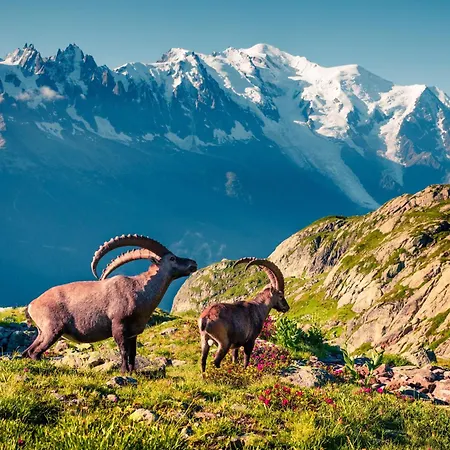 Chalé Mazot De L'ours - Happy Chamonix
